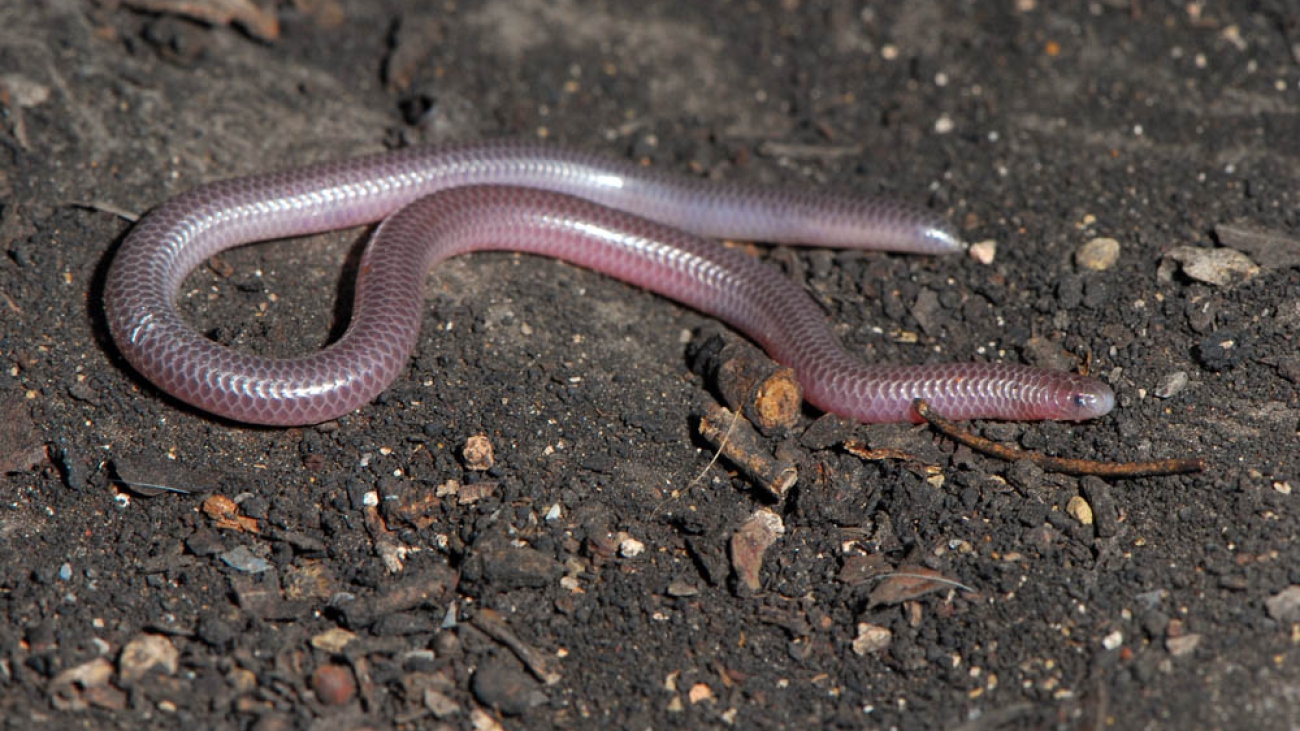 Leptotyphlops macrolepis