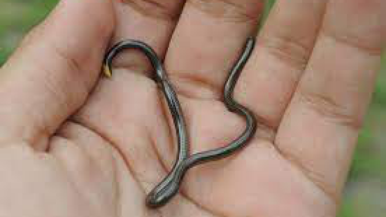 Leptotyphlosp goudotti