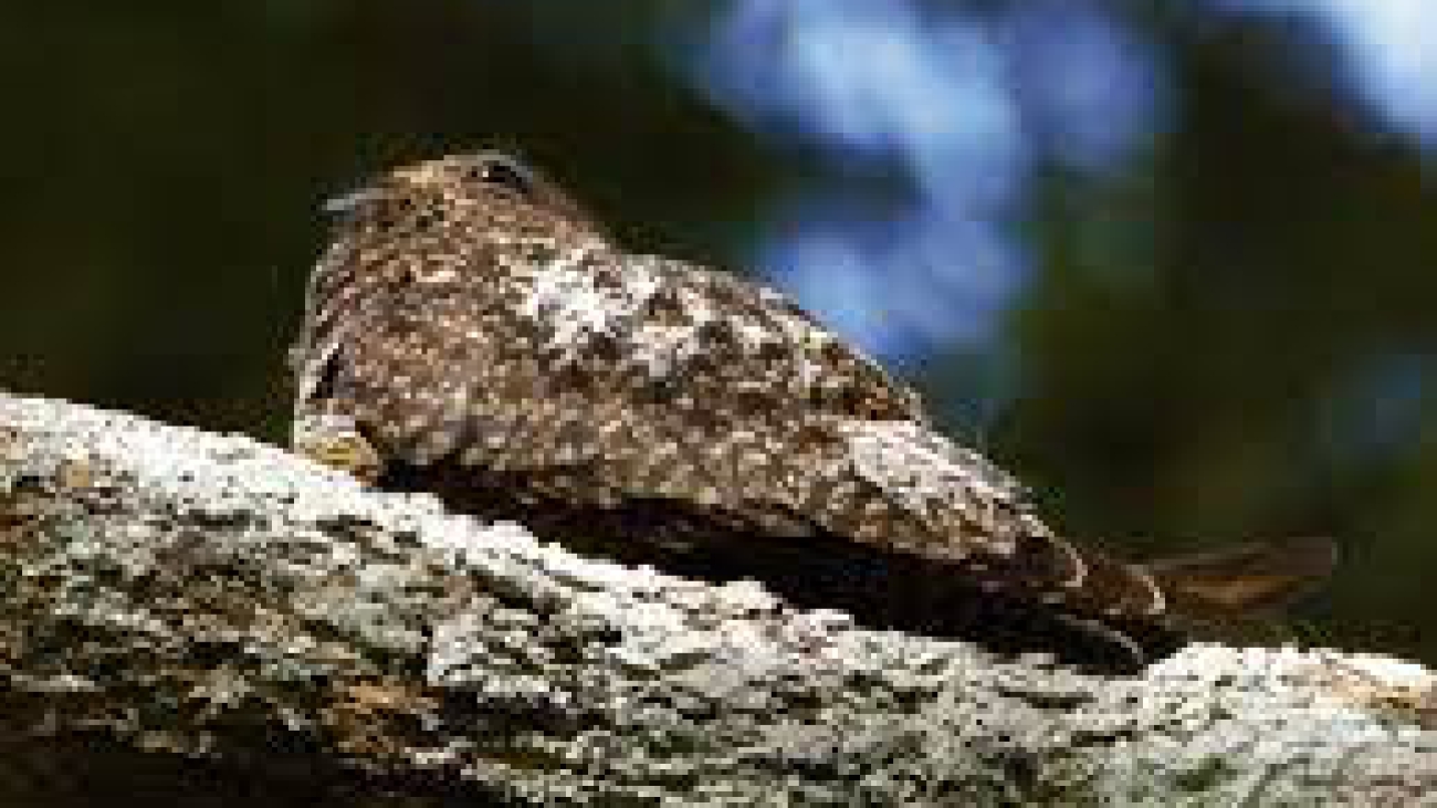 Lurocalis semitorquatus