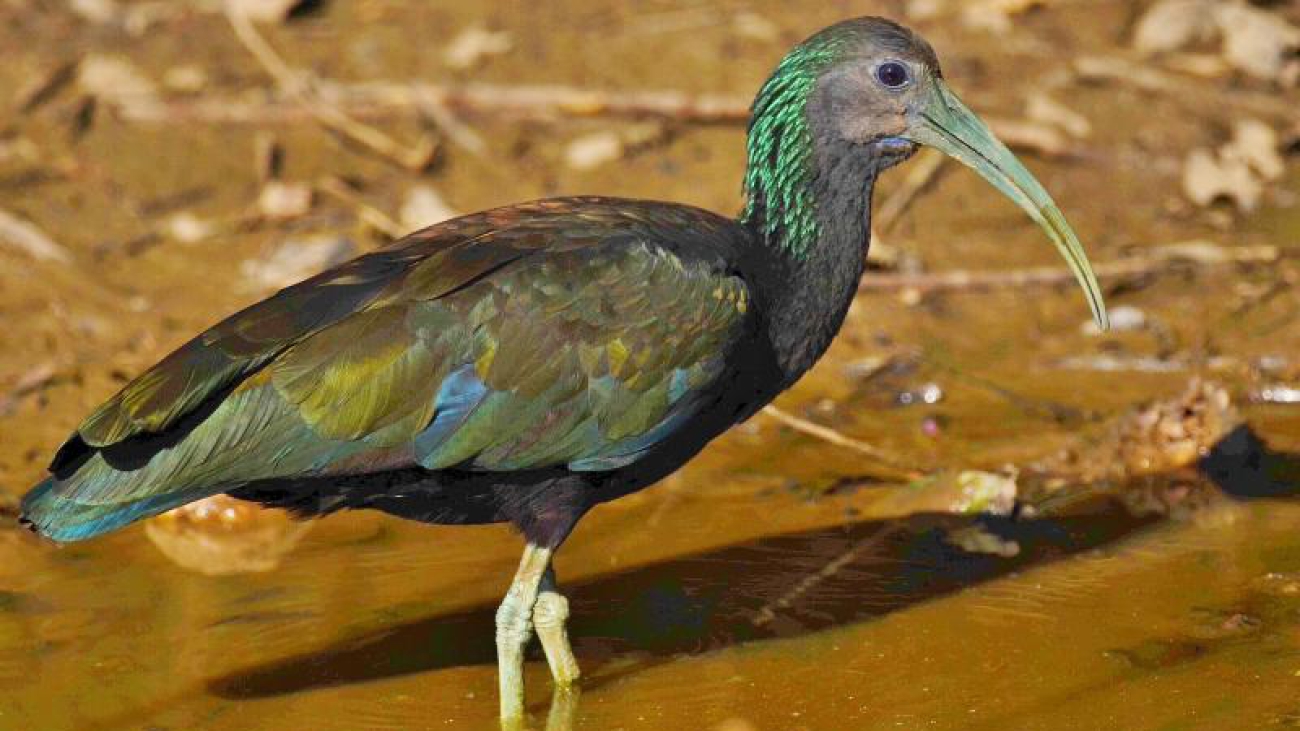 Mesembrinibis cayennensis