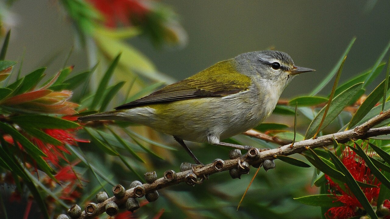 Myioborus albifacies