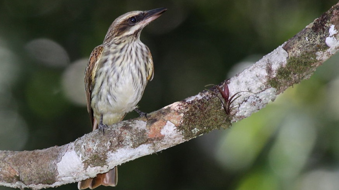 Myiodynastes maculatus