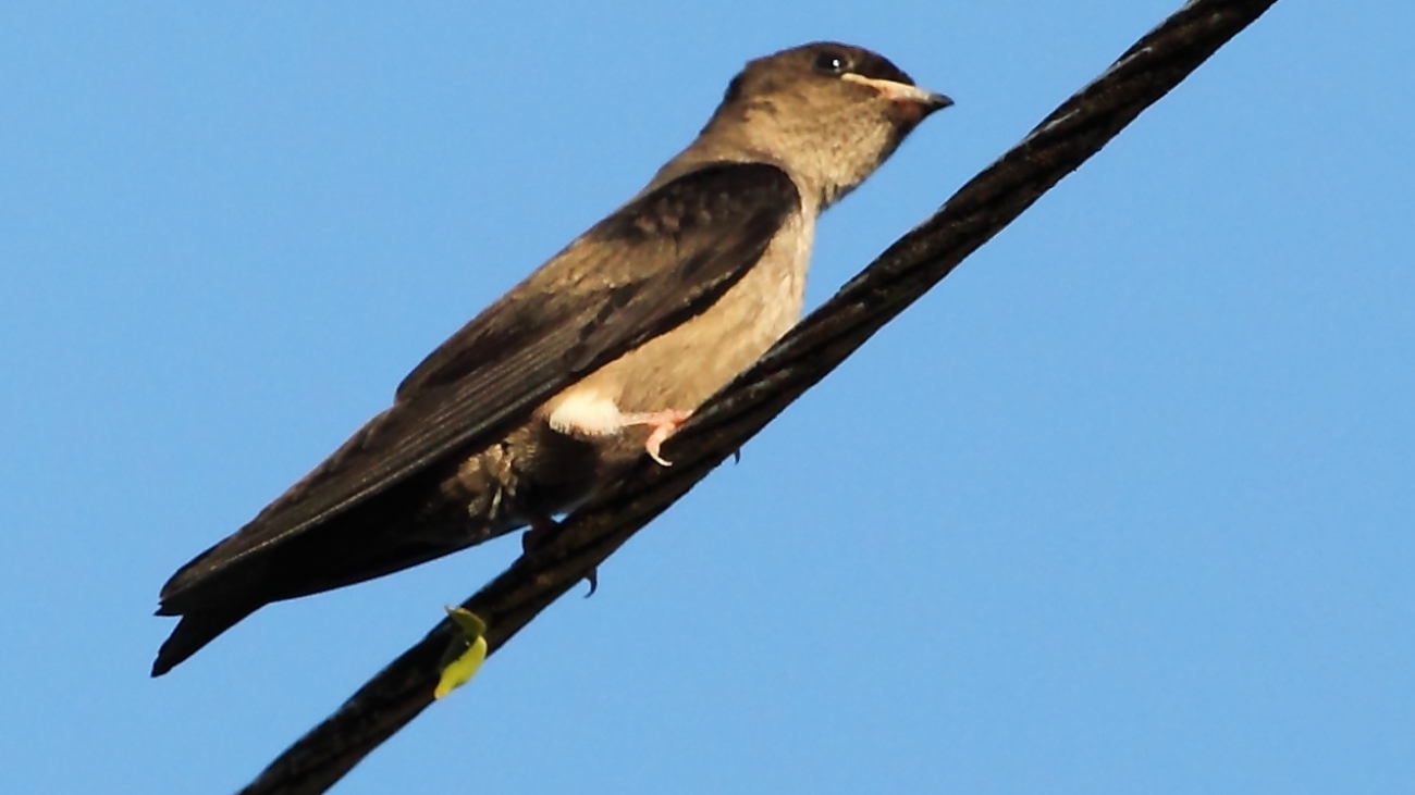 Neochelidon tibialis