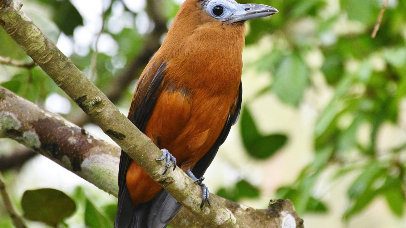 Perissocephalus tricolor1