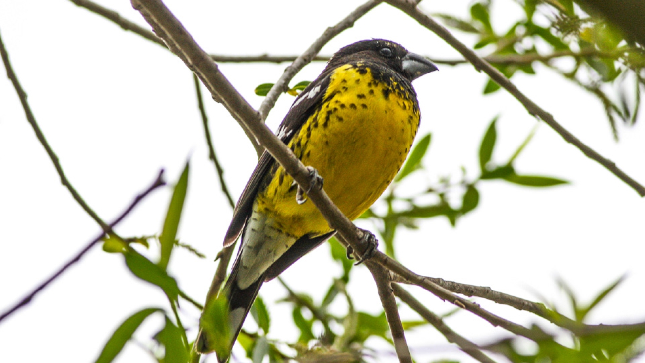 Pheucticus aureoventris