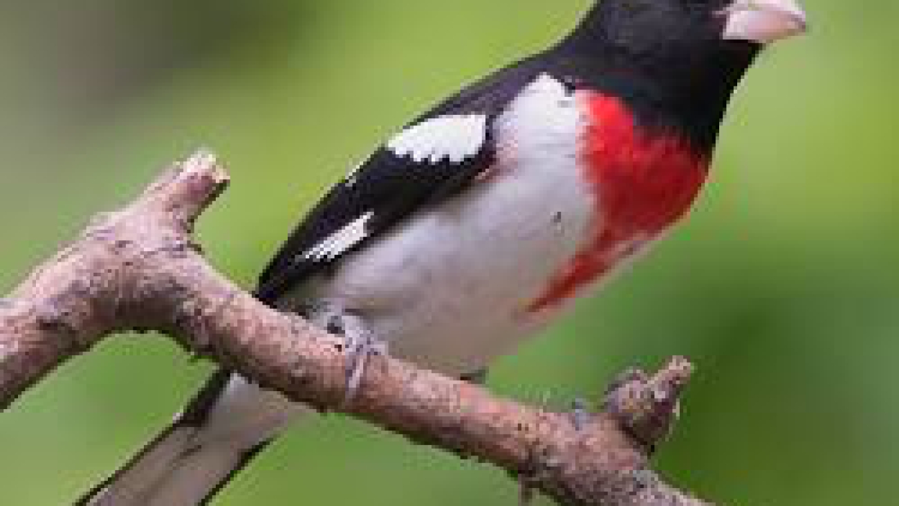 Pheucticus ludovicianus