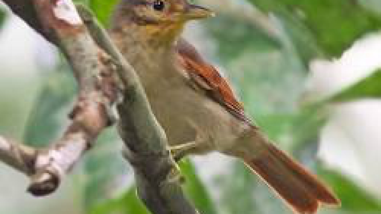 Philydor erythropterus