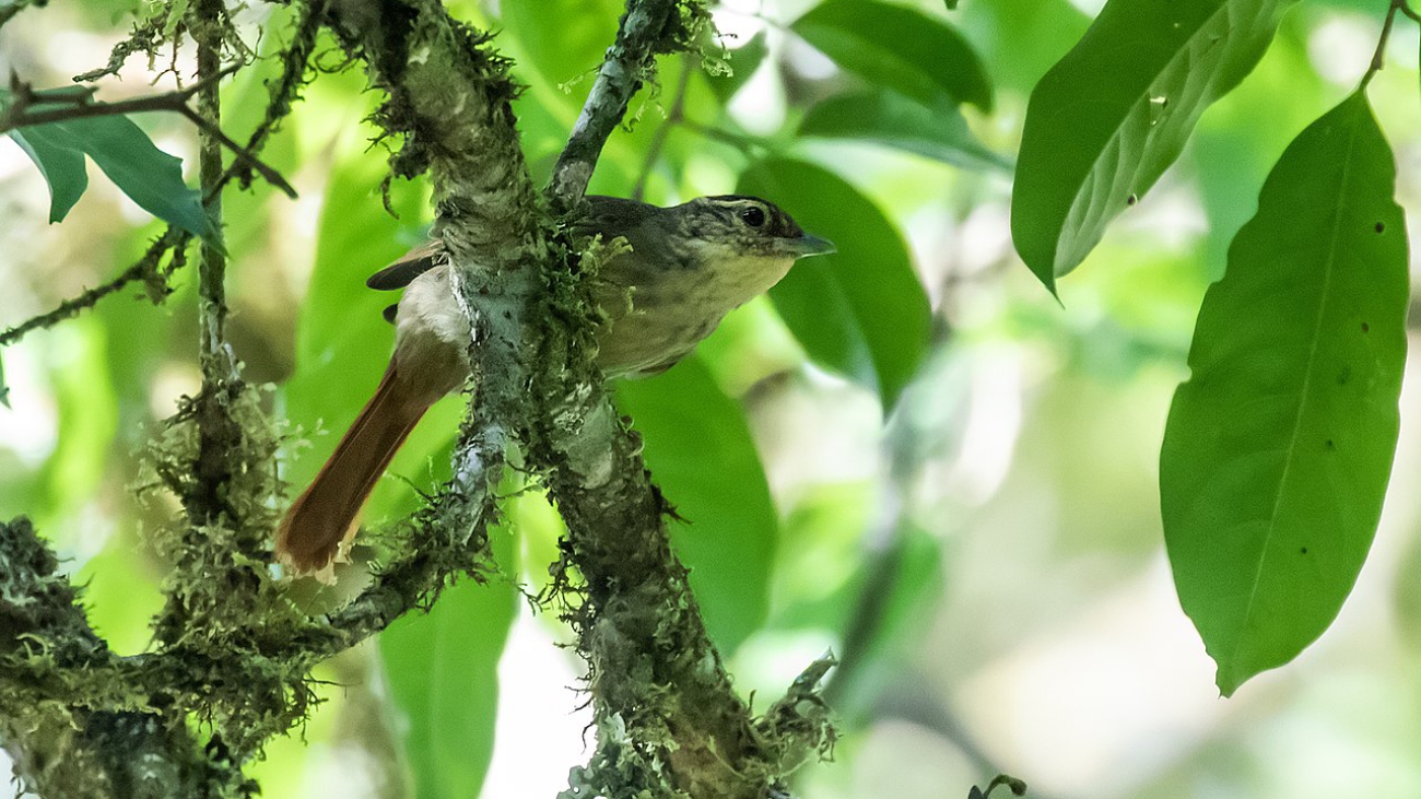 Philydor ruficaudatus