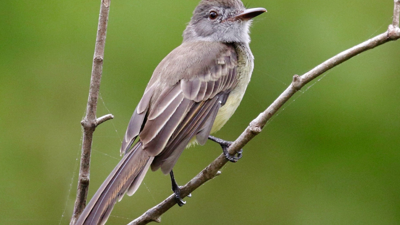 Phylloscartes chapmani