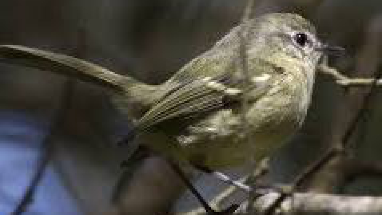 Phylloscartes flaviventris