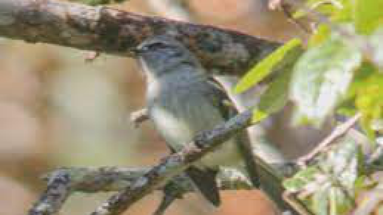 Phylloscartes nigrifrons