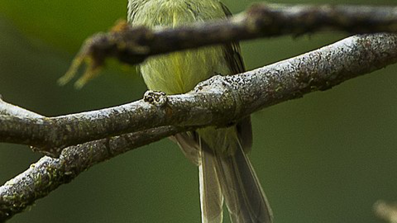 Phylloscartes poecilotis