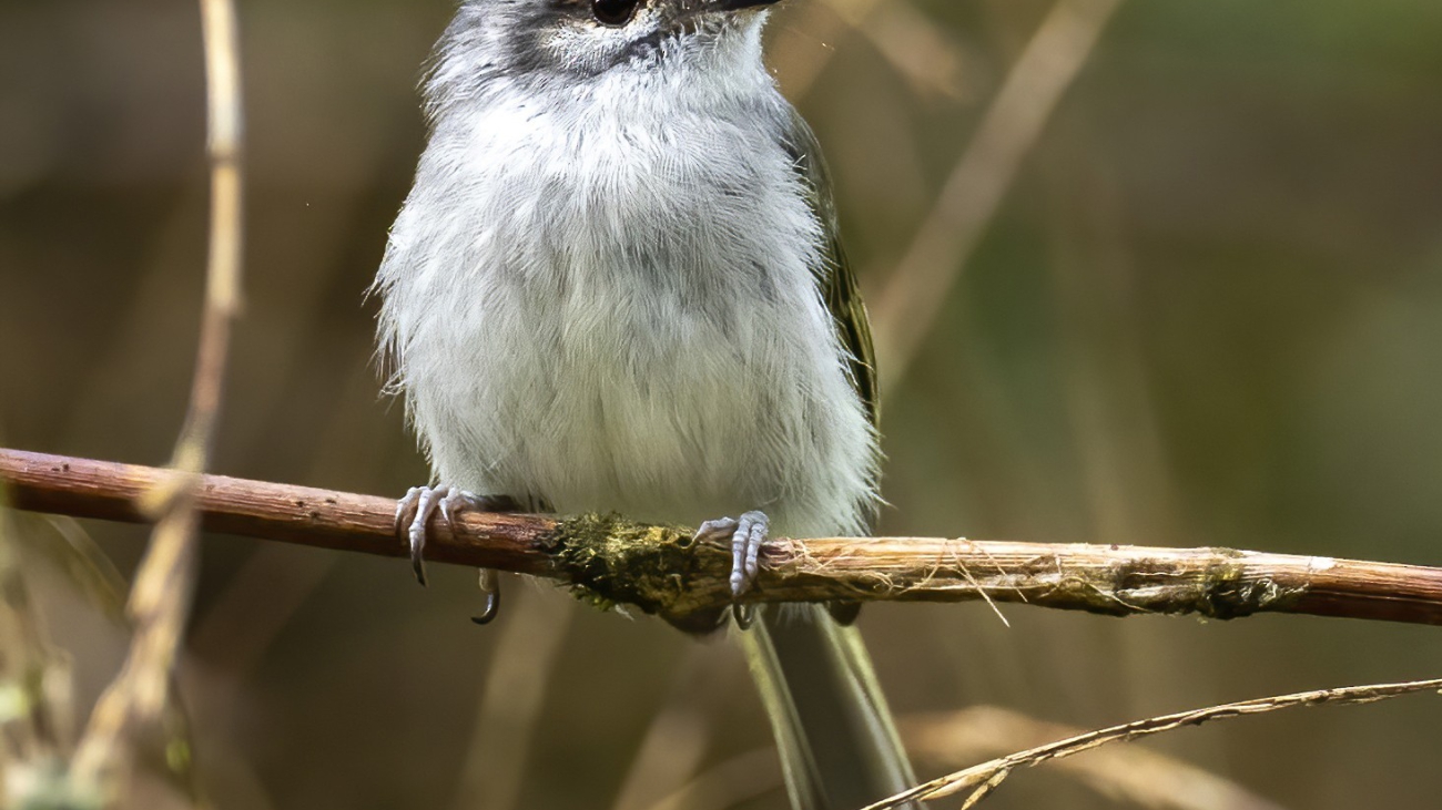 Phylloscartes superciliaris