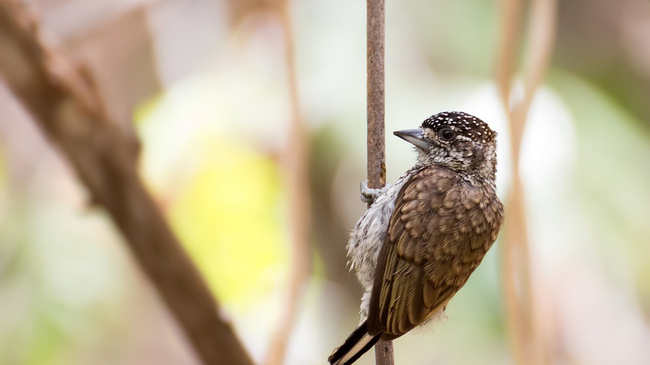 Picumnus squamulatus