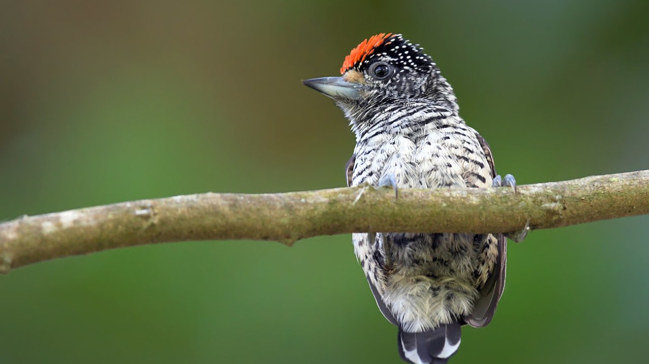 Picumnus_spilogaster