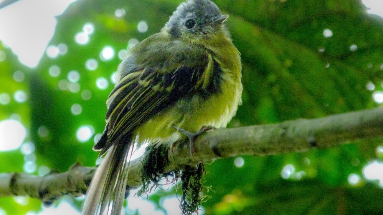 Pogonotriccus venezuelanus