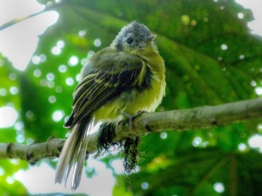 Pogonotriccus venezuelanus