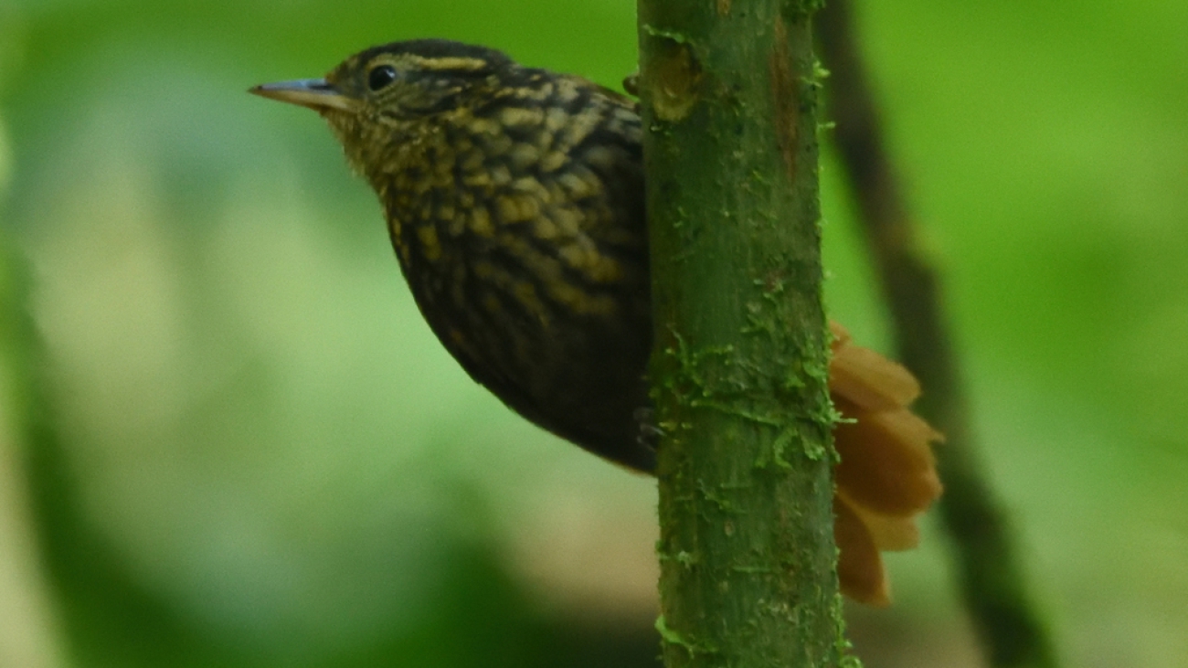 Premnornis guttuliger