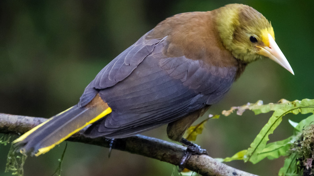 Psarocolius angustifrons