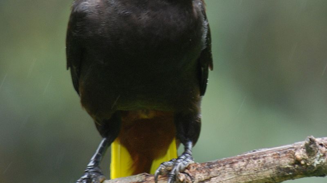 Psarocolius decumanus