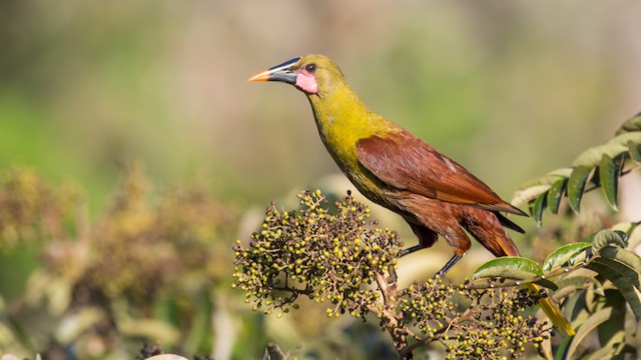 Psarocolius yuracares