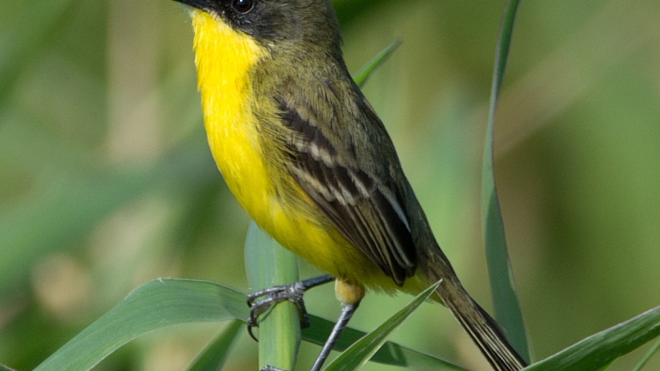 Pseudocolopteryx sclateri