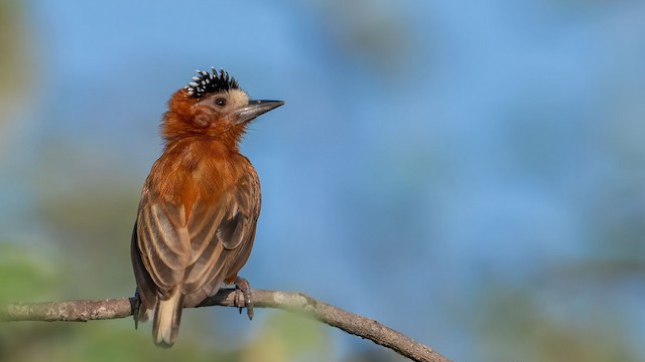 TELEGRAFISTA CASTAÑO