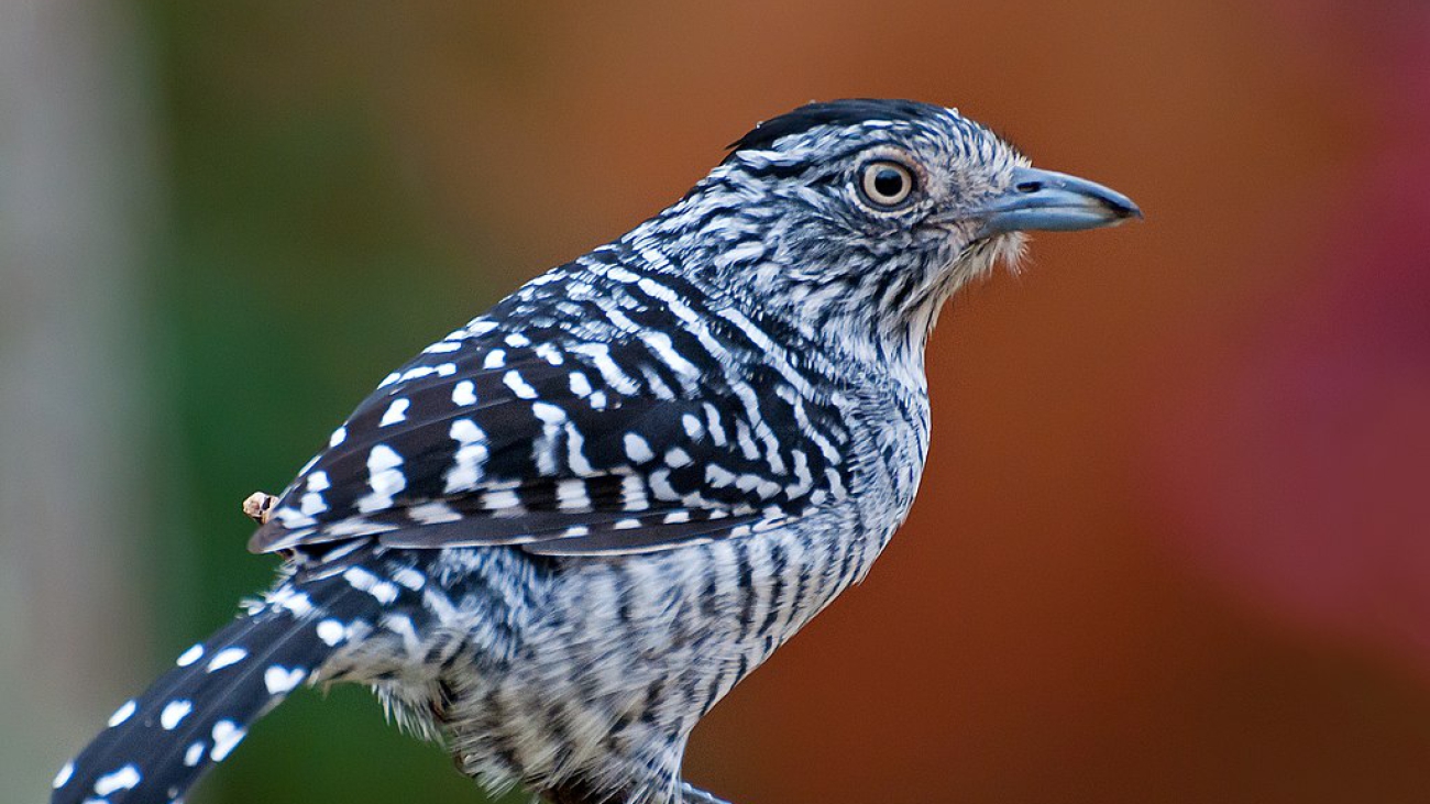 Thamnophilus doliatus