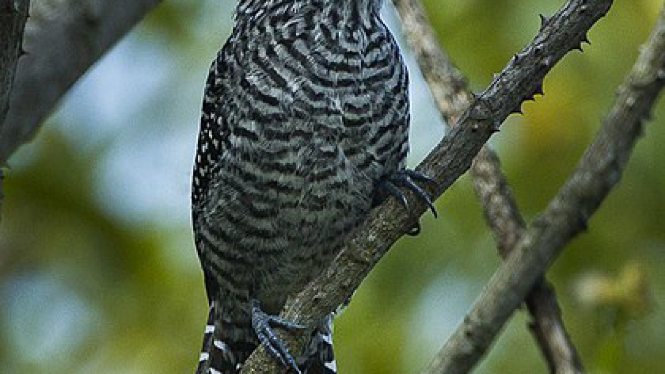 Thamnophilus multistriatus