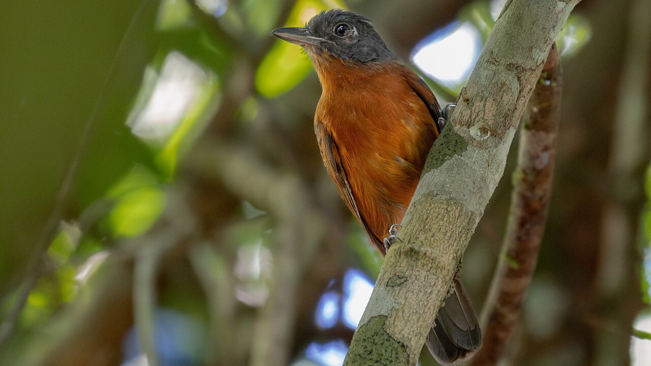 Thamnophilus nigrocinereus