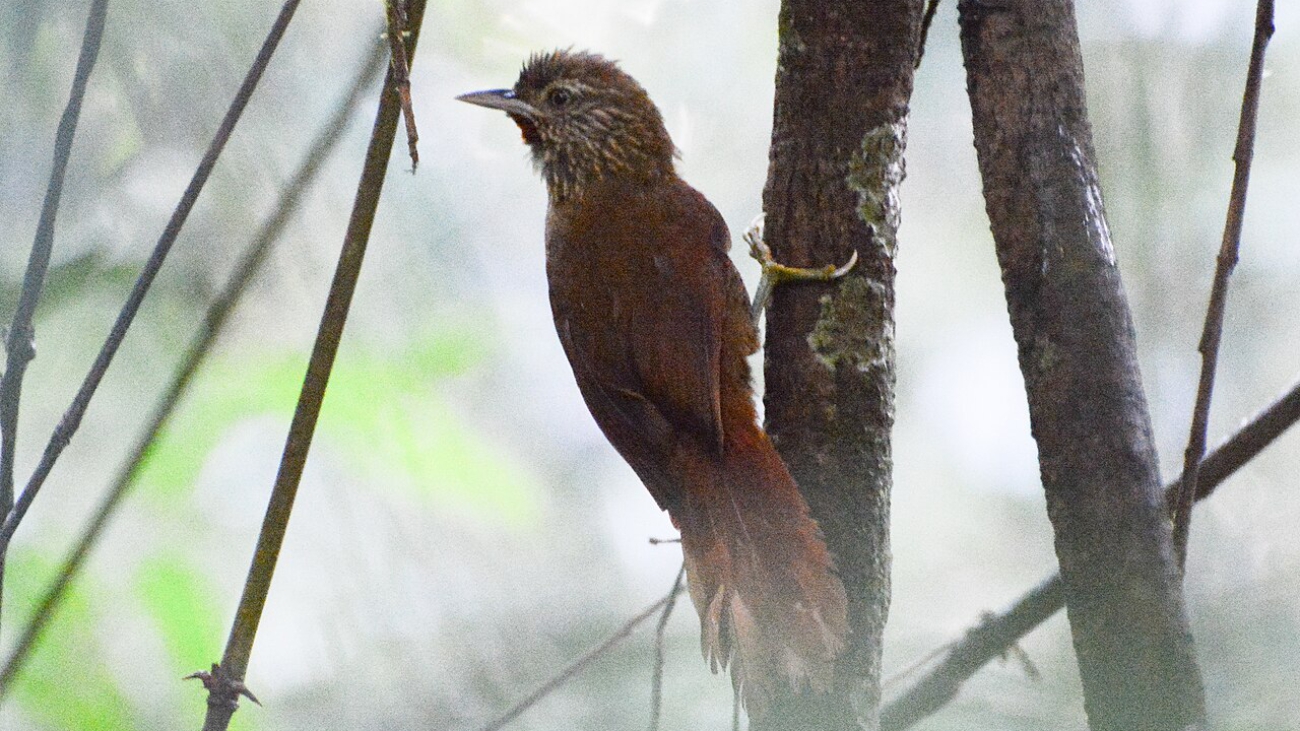 Thripophaga cherriei