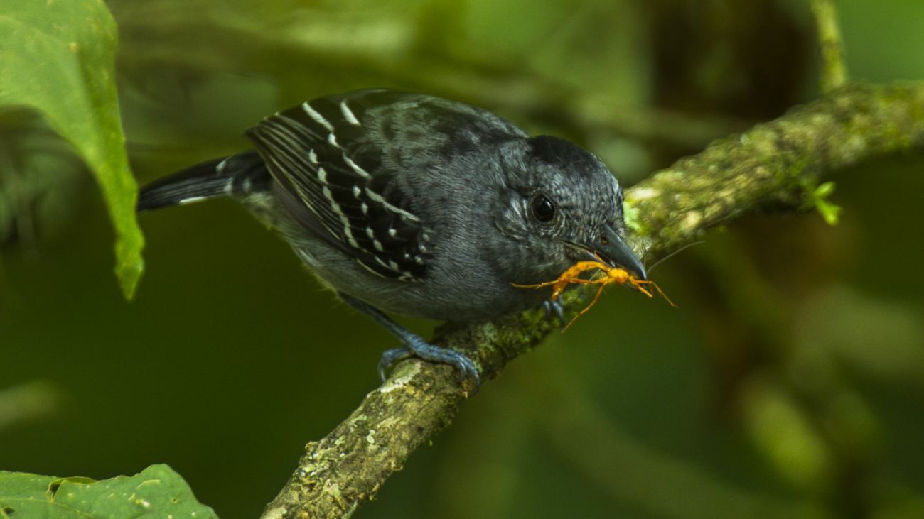 Western_Slaty_Antshrike_-_Bonaventura_Lodge_S4E8427_(16797228026)