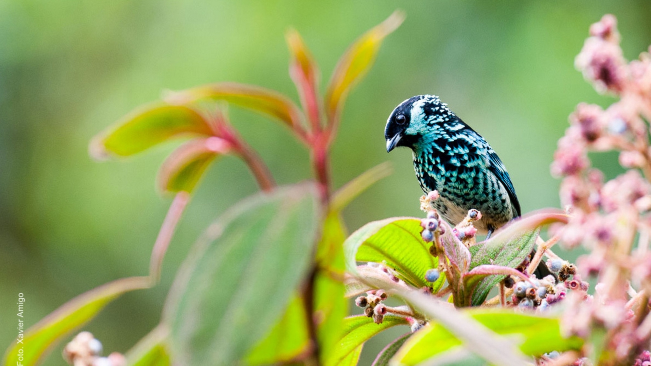 Foto por : Pierre ferron