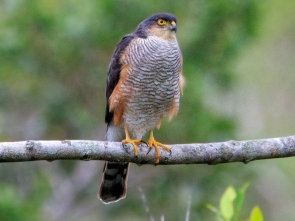Accipiter striatus