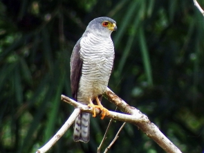 Accipiter superciliosus