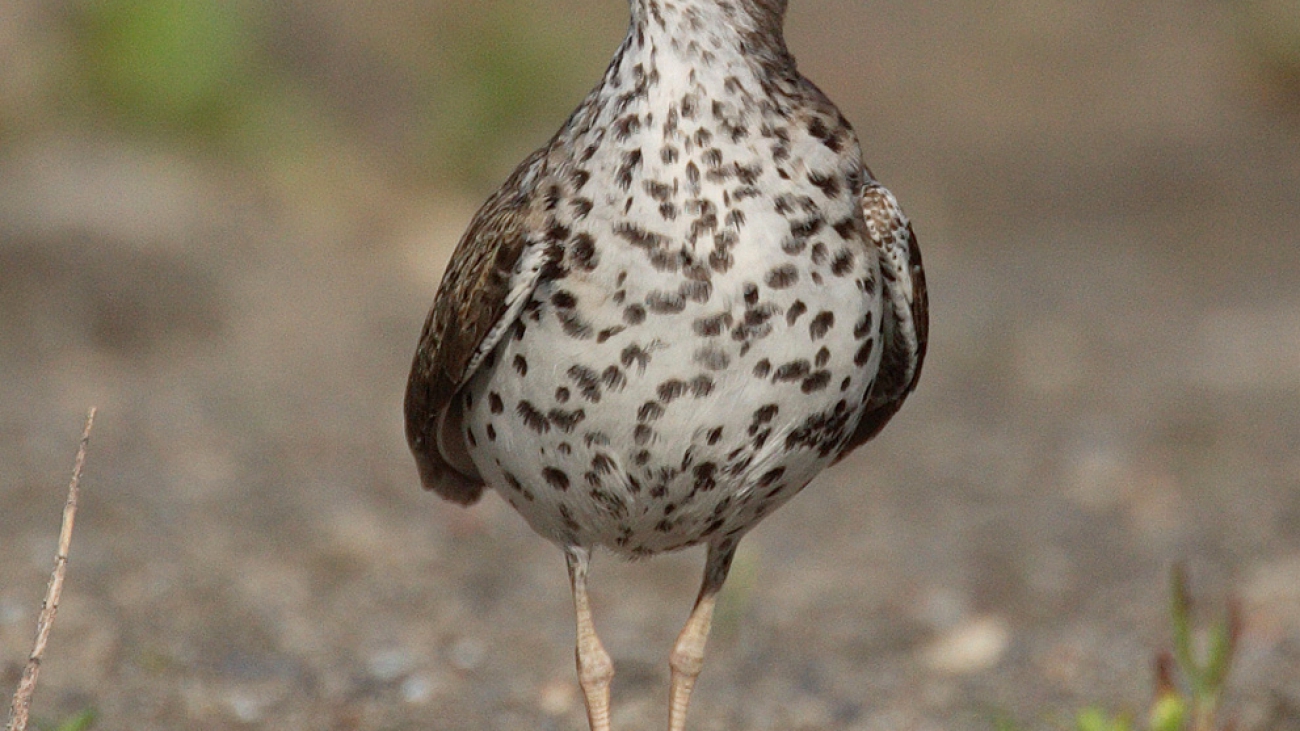 Actitis-macularia-004