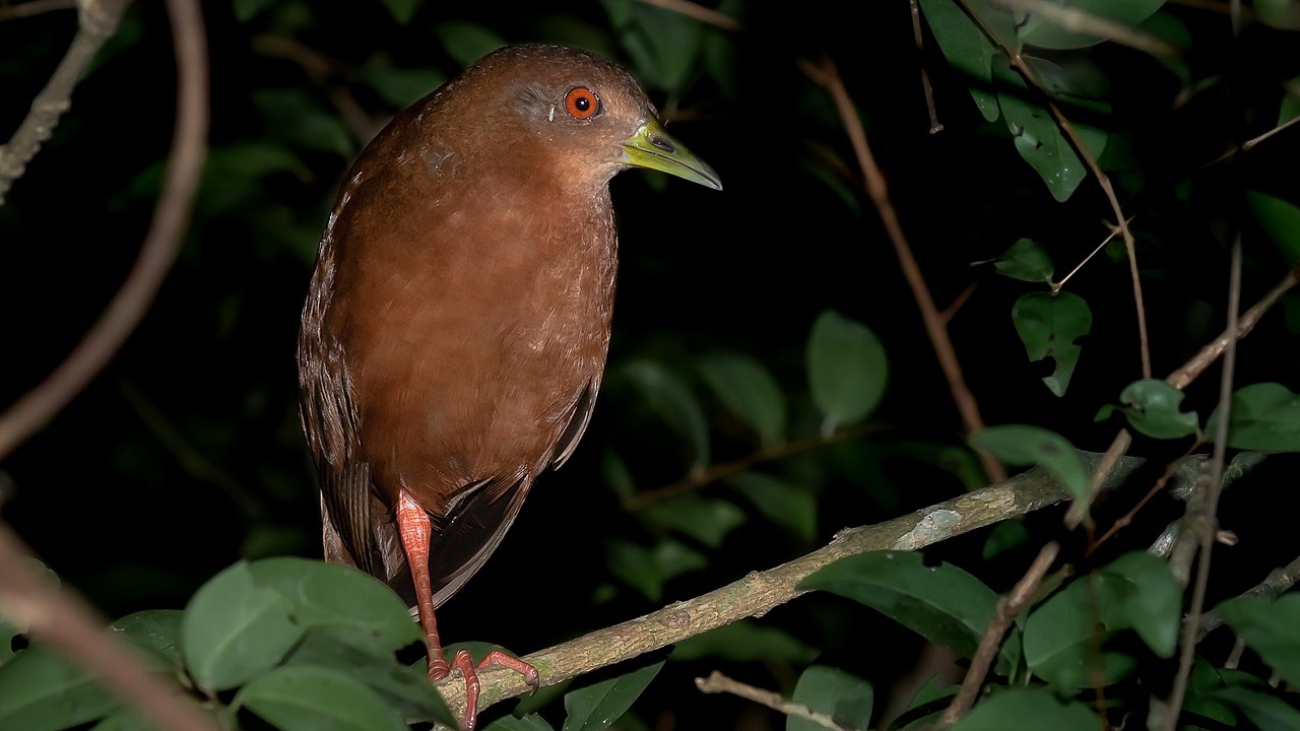 Amaurolimnas_concolor