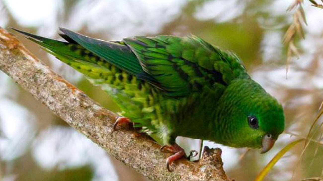 Bolborhynchus lineola