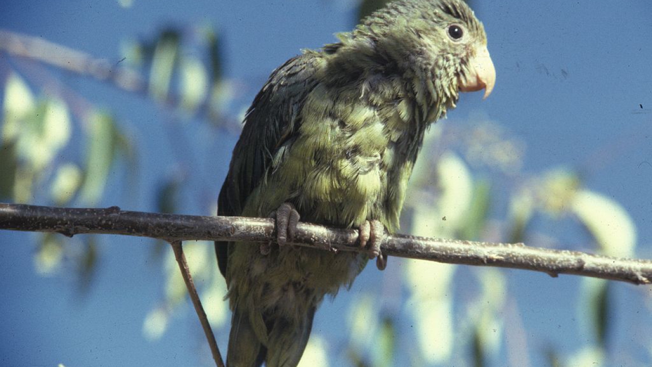 Brotogeris_cyanoptera_-Ecudore-4