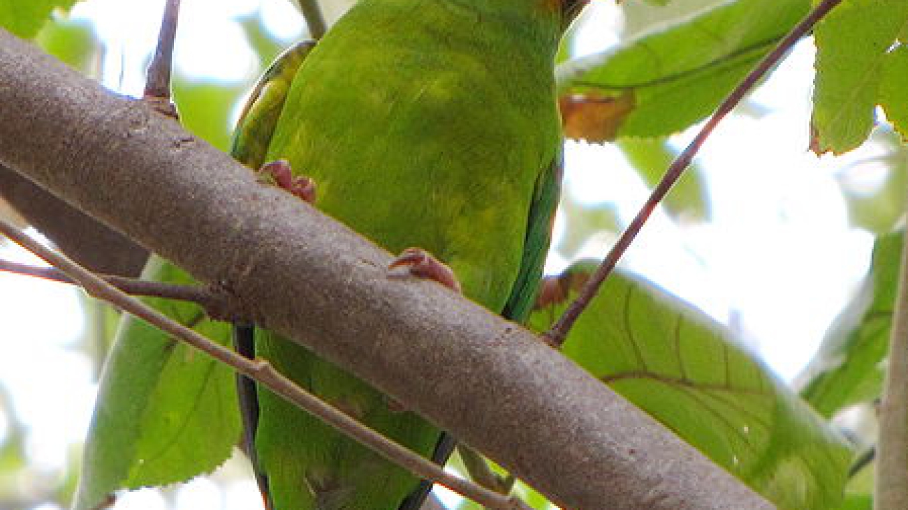 Brotogeris_jugularis_-UCV_-Maracay_-Venezuela-8