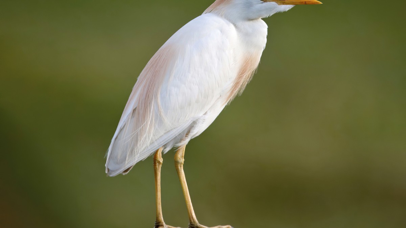 Bubulcus ibis