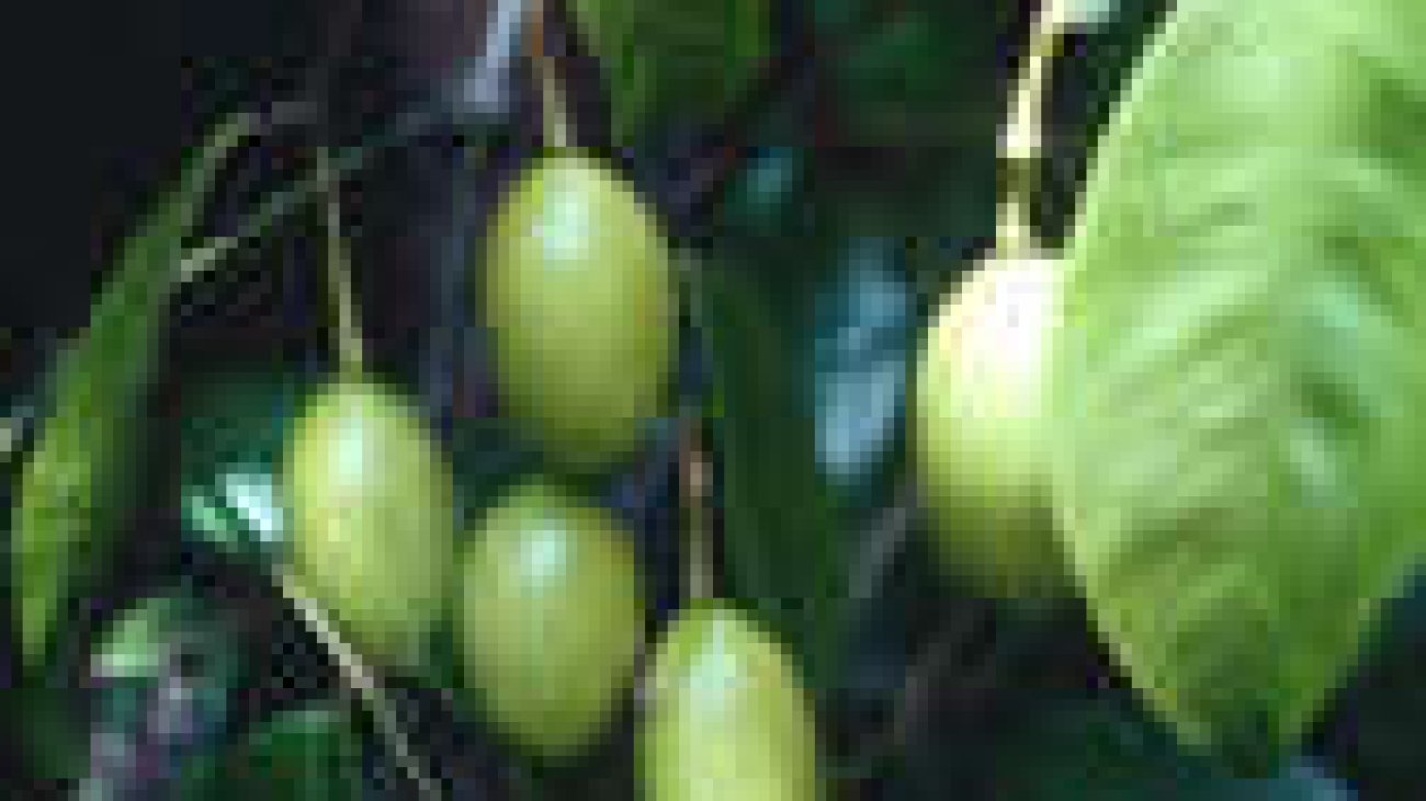 D. W. Stev. & Zanoni