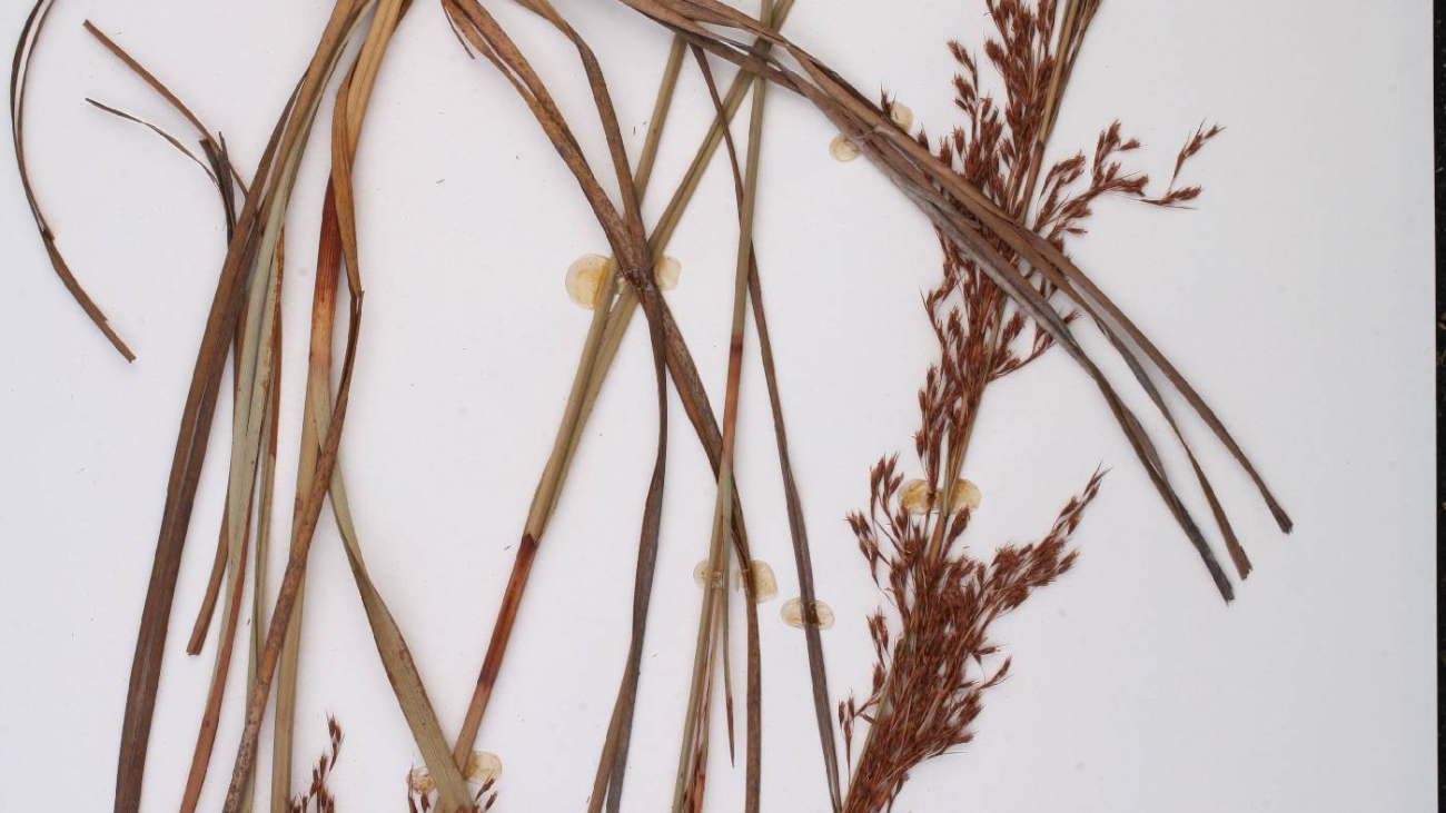 Lagenocarpus guianensis @ http://creativecommons.org/licenses/by/3.0/