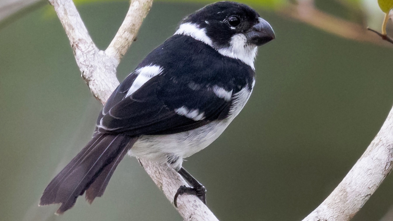Sporophila americana