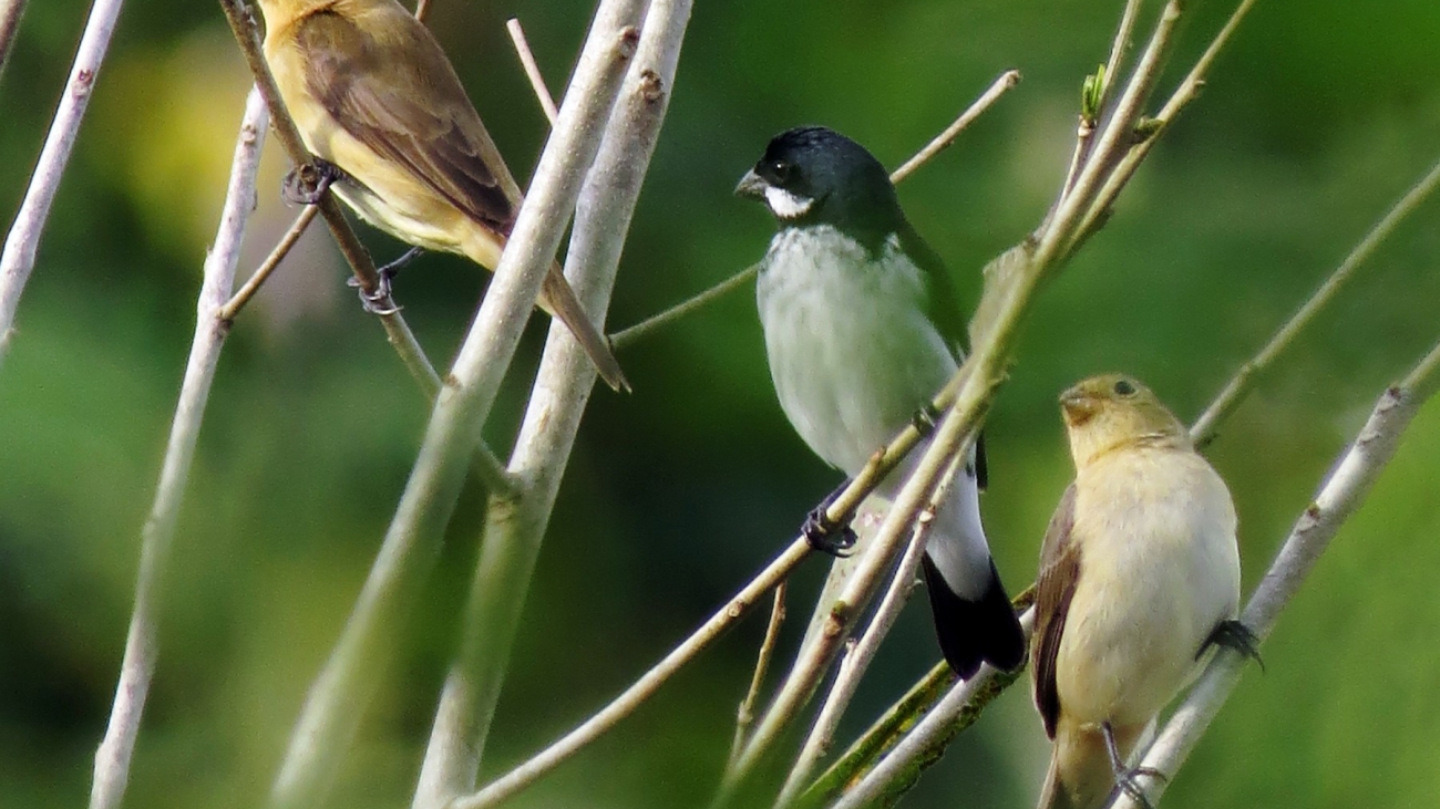 Sporophila bouvronides
