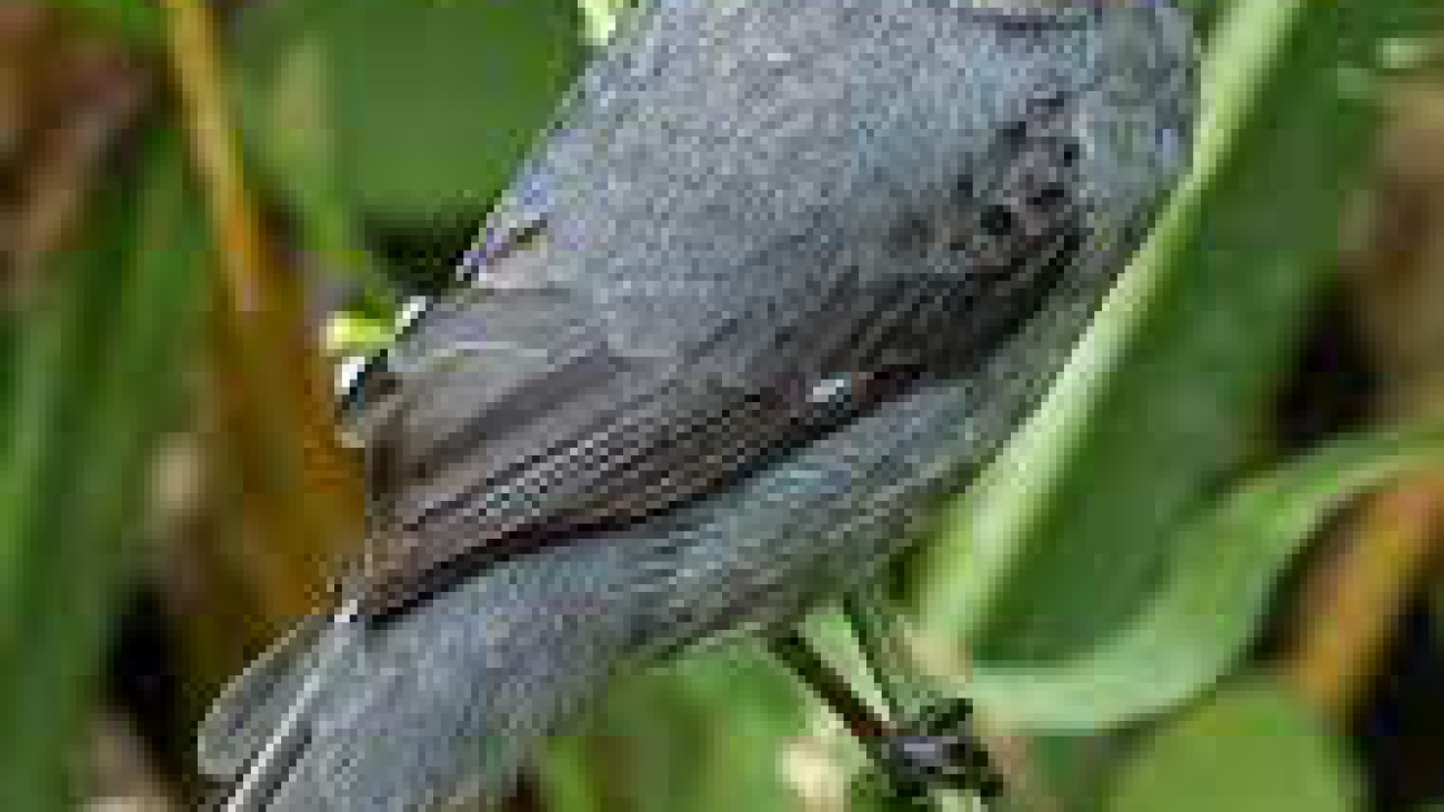 Sporophila intermedia