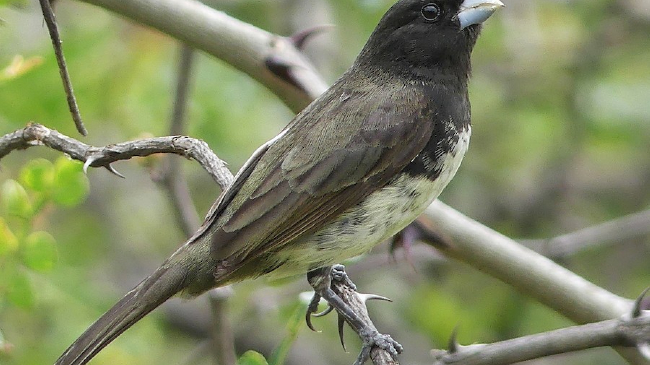 Sporophila nigricollis