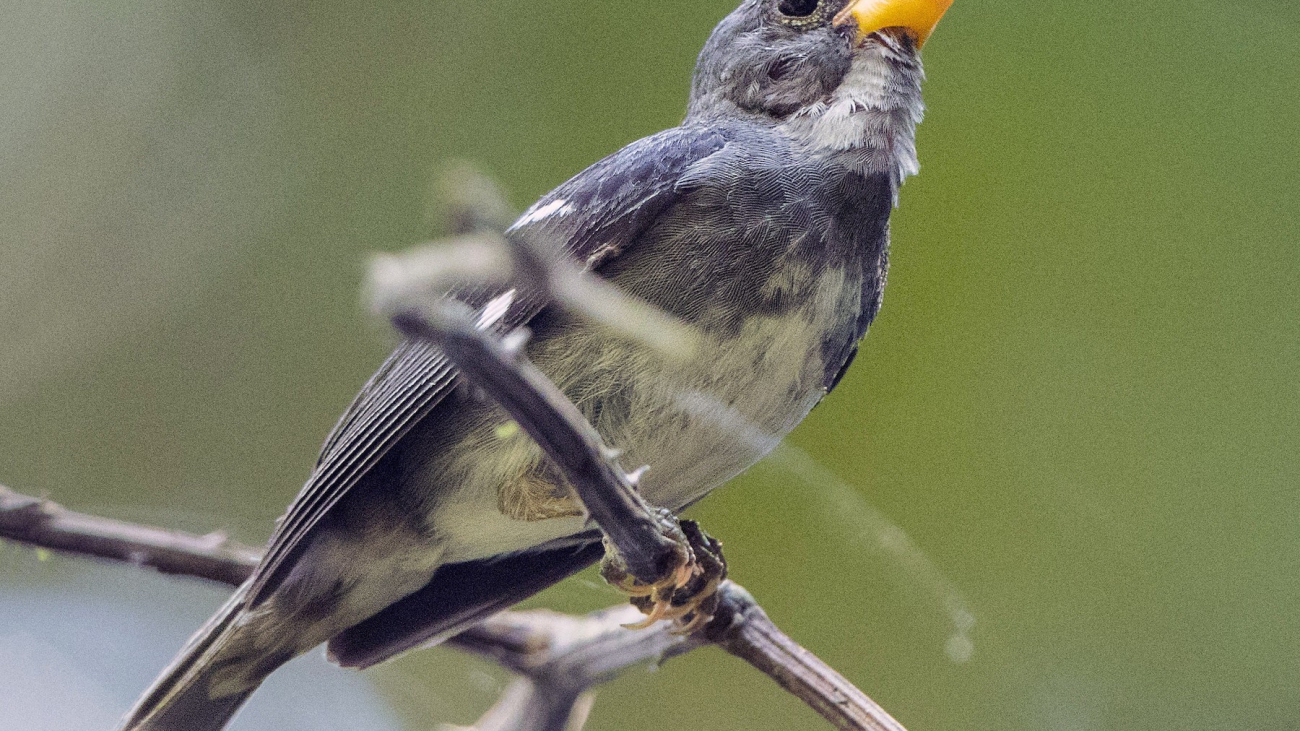 Sporophila schistacea