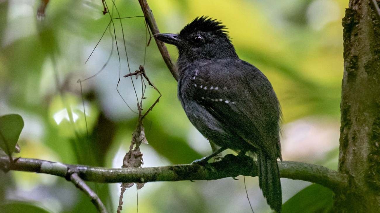 Thamnophilus aethiops