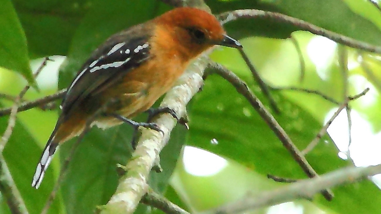 Thamnophilus amazonicus